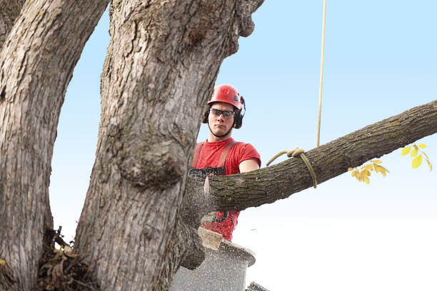 Professional Tree Removal Services in Sturgeon, PA